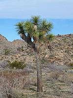 joshua tree national park (6).JPG
